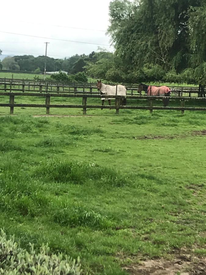 Horseinaround Bed & Breakfast Cambridge Dış mekan fotoğraf