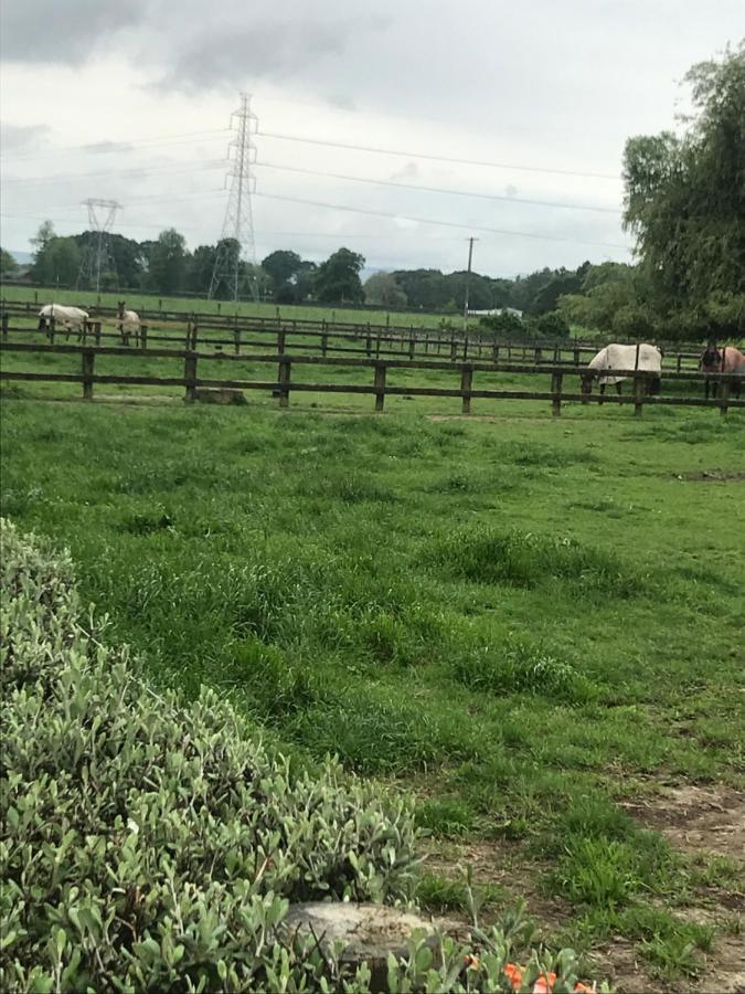 Horseinaround Bed & Breakfast Cambridge Dış mekan fotoğraf